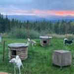 Sluice Box Kennel Experience - Who Should Consider This Tour?