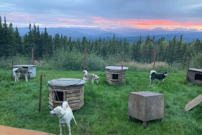 Sluice Box Kennel Experience - Who Should Consider This Tour?