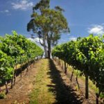 Small Group Adelaide Hills and Hahndorf Hideaway Tour from Adelaide - The Overall Value and Experience