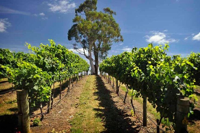 Small Group Adelaide Hills and Hahndorf Hideaway Tour from Adelaide - The Overall Value and Experience