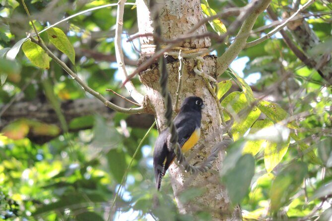 Small-Group Birdwatching Sian Kaan with professional guide - The Value of the Experience