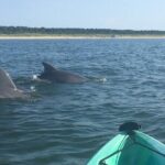 Small Group Dolphin Kayak Eco-Tour - What the Reviews Say: Authentic Feedback