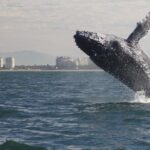 Small-Group Half-Day Whale-Watching Tour in Puerto Vallarta - Why Travelers Keep Coming Back
