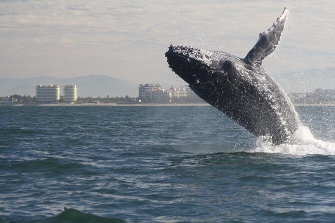 Small-Group Half-Day Whale-Watching Tour in Puerto Vallarta - Why Travelers Keep Coming Back