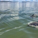 Small Group Hilton Head Morning Dolphin and Donut Cruise - What to Expect from the Hilton Head Morning Dolphin and Donut Cruise