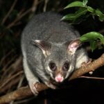 Small Group Kangaroo Island Evening and Night Tour - FAQs