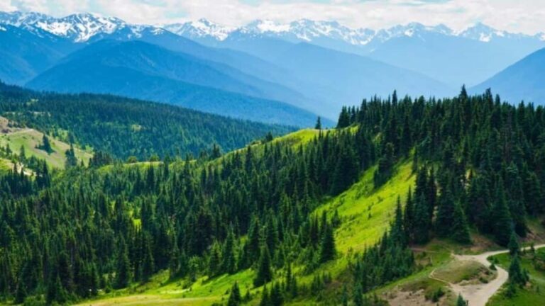 Small Group: Olympic National Park Day Tour From Seattle - The Highlights: Hurricane Ridge and Lake Crescent