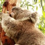 Small-Group Phillip Island Afternoon Day Trip from Melbourne - What’s Included and What’s Not?