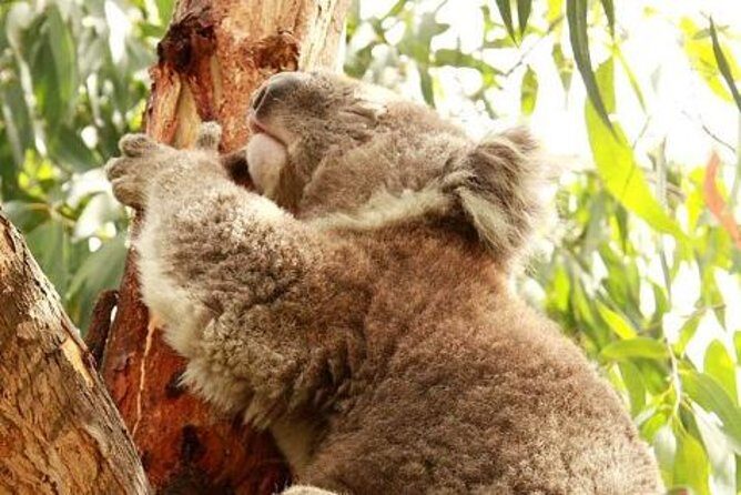 Small-Group Phillip Island Afternoon Day Trip from Melbourne - What’s Included and What’s Not?