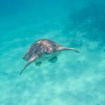 Small Group Semi Private Akumal and Cenote Snorkeling Tour - Final Thoughts
