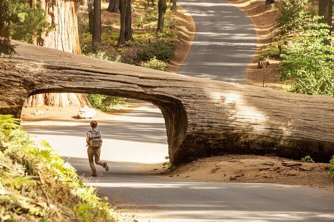 Small Group Sequoia Tour from Wuksachi Lodge with Lunch - How Does It Value Against the Price?
