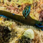 Small Group Shallow Reef Dive in Oahu - What to Expect from the Small Group Shallow Reef Dive