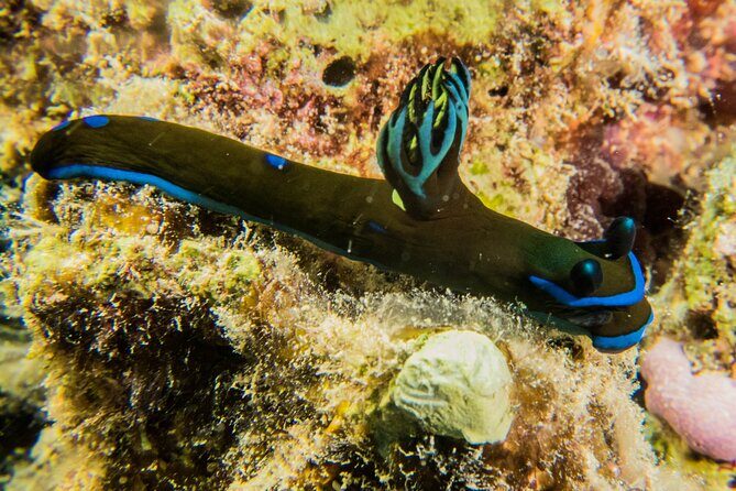Small Group Shallow Reef Dive in Oahu - What to Expect from the Small Group Shallow Reef Dive