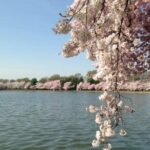 Small Group Washington D.C. Cherry Blossom 1-Day Experience Tour - Practical Tips for Your Day