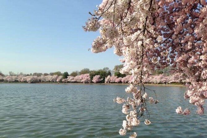 Small Group Washington D.C. Cherry Blossom 1-Day Experience Tour - Practical Tips for Your Day