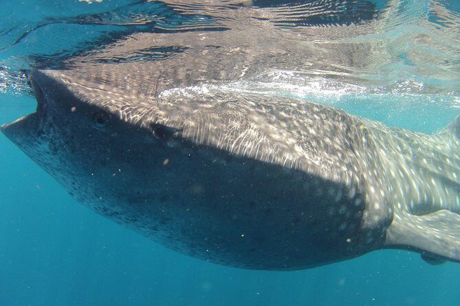 Small-Group Whale Shark and Snorkeling Tour from Cancun - What to Keep in Mind