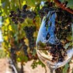 Small Group Wine Tour to Temecula from Los Angeles - Authentic Voice from Reviews