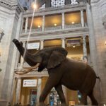 Smithsonian Natural History Museum Semi-Private Guided Tour - Is It Worth the Price?