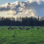 Snoqualmie Falls VIP Tour and Hiking Escape Up to 7 Passengers - Analyzing the Cost & Value