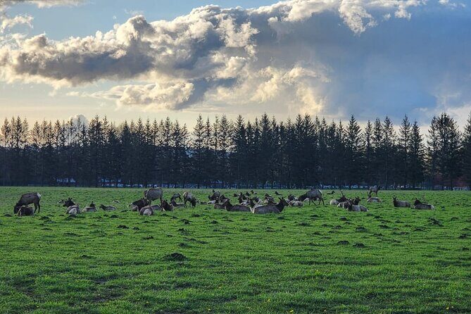 Snoqualmie Falls VIP Tour and Hiking Escape Up to 7 Passengers - Analyzing the Cost & Value