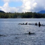 Snorkel Alaska - How This Tour Compares to Other Alaska Excursions