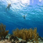 Snorkel along the coast with Chivis Del Mar. - The Experience from Real Travelers