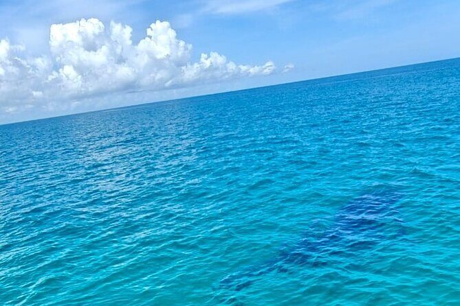 Snorkel and Swimming with Whale Shark in Cancun - The Practical Details