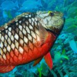 Snorkel at El Farito - The Lighthouse Reservation - The Sum Up