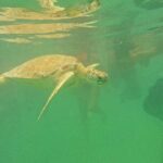 Snorkel at Turtle Habitat at Akumal from Playa del Carmen - The Real Deal: What Travelers Say