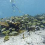 Snorkel Experience In Cancun! Reef and Sunken Ship - Value for Money