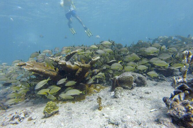 Snorkel Experience In Cancun! Reef and Sunken Ship - Value for Money