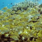 Snorkel & Explore Pelican Rock by Glass Boat + Photos - The Itinerary in Detail