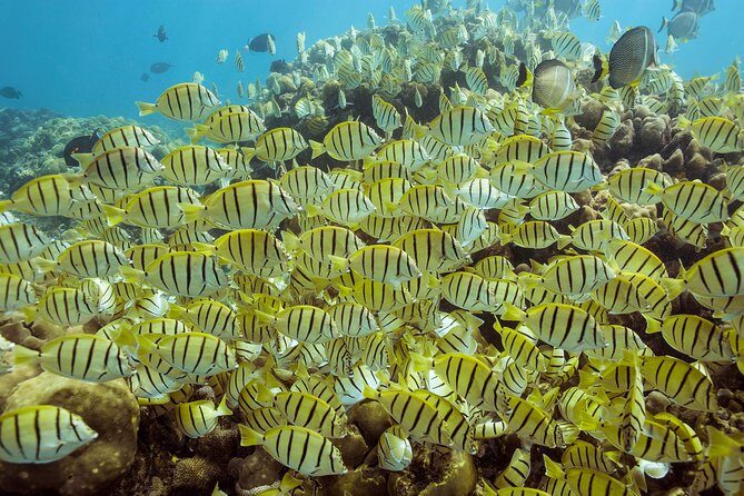 Snorkel & Explore Pelican Rock by Glass Boat + Photos - The Itinerary in Detail