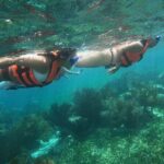Snorkel in the beautiful reef of Puerto Morelos with transport - Pricing and Value