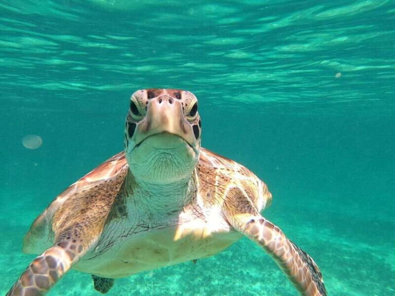 SNORKEL IN TULUM REEF, BOAT RIDE AND CALETA - Starting Point and Logistics