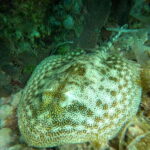 SNORKEL & TEQUILA TASTING - The Snorkeling Experience