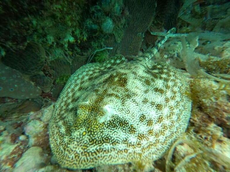 SNORKEL & TEQUILA TASTING - The Snorkeling Experience