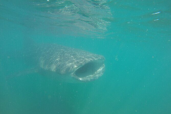Snorkel Tour with Whale Shark in La Paz - Meeting Point and Timing