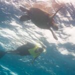 Snorkel with Turtles - Who Will Love This Tour?