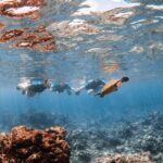 Snorkel with Turtles and Free Underwater Photos Lahaina - FAQs
