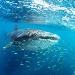 Snorkel with Whale Sharks in La Paz - Who Is This Tour Best For?