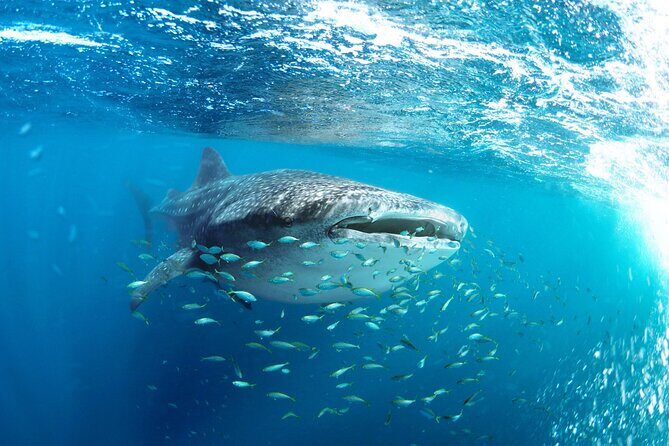 Snorkel with Whale Sharks in La Paz - Who Is This Tour Best For?