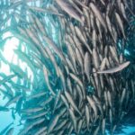 Snorkeling Adventure Cabo Pulmo - The Value of the Tour