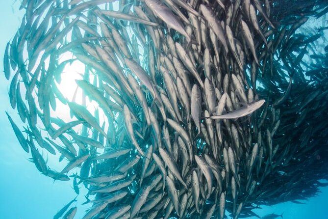 Snorkeling Adventure Cabo Pulmo - The Value of the Tour