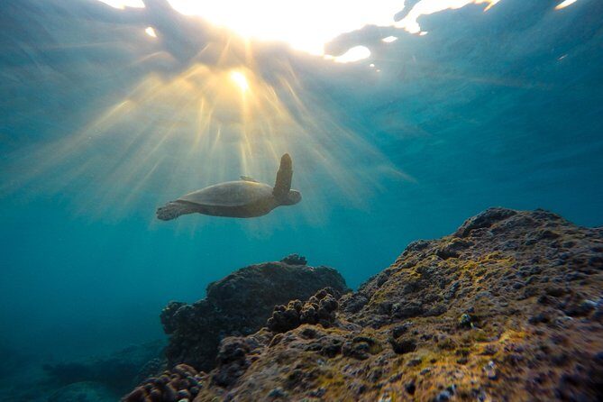 Snorkeling Adventure in La Jolla - The Experience and What to Expect