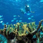 Snorkeling Adventure in Puerto Morelos Includes snack, Water and Round Trip. - What Makes the Snorkeling Special