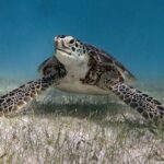 Snorkeling Adventure Swim with Sea Turtles at Akumal - What It Means for You: The Value and Experience