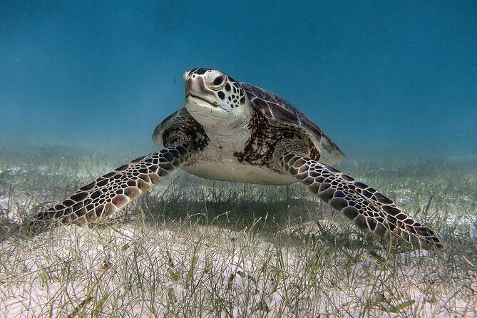 Snorkeling Adventure Swim with Sea Turtles at Akumal - What It Means for You: The Value and Experience