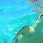 Snorkeling Adventure Tour Reef & Cenote - Frequently Asked Questions