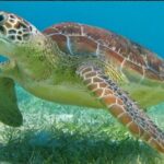 Snorkeling Combo 3 x 1 Lagoon Cenote Reef with Tulum Temples - The Practical Side: Transportation, Price, and Comfort